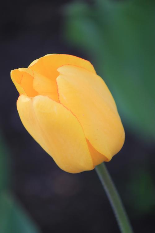 色彩鲜艳的郁金香花卉图片 花卉,鲜花,花朵,郁金香, _ 色彩鲜艳的郁金