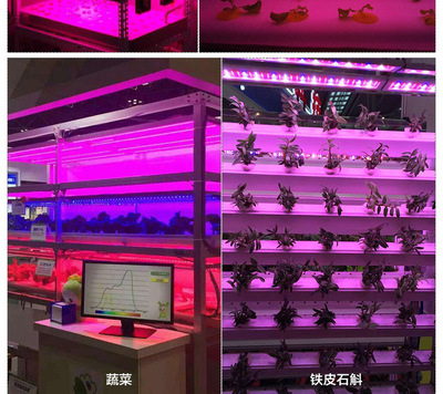 贵翔全光谱植物生长补光灯 LED植物工厂 蔬菜多肉花卉室内补光灯