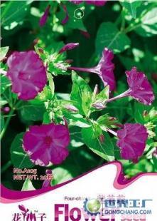 花卉紫茉莉种子价格_花卉紫茉莉种子厂家产品信息库